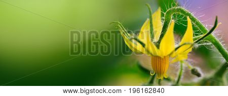 Flowering yellow flower of tomatoes growing in greenhouse.