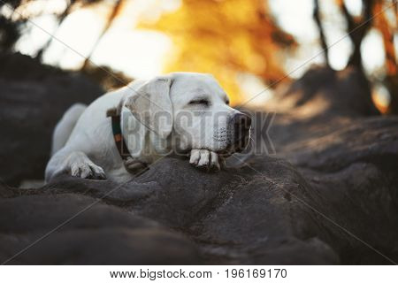 young cute exhausted labrador retriever dog puppy sleeps peacefully during a hike in the forest
