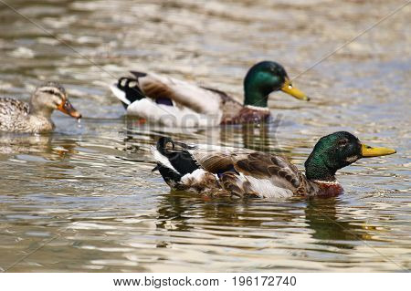 A female mallard swimming behind two mallards, one of which has begun it's annual moult