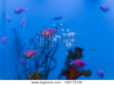 Small Purple Fish Swimming In Blue Aquarium