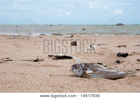 ขยะบนชายหาด