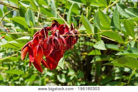 View on a blooming Red Flower. Close-up of a beautiful purple Flower. Blooming Flowers in Summer. Erythrina crista-galli.