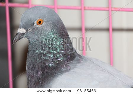 A Headshot of a Male Blue Bar Gaby Vandenabeele Racing Homer Pigeon in a Birdcage