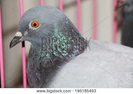 A Headshot of a Blue Bar Gaby Vandenabeele Racing Homer Pigeon