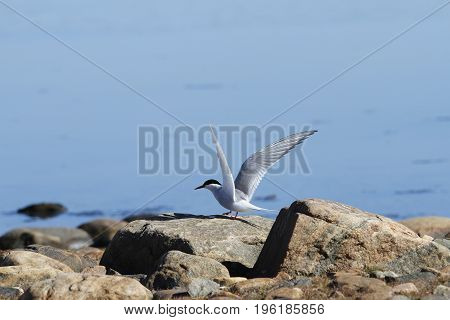 Arctic tern (Sterna Paradisaea) tentatively sitting on a rock with wings outstretched
