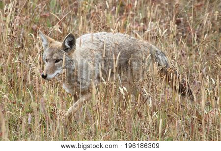 Western Coyote (Canis latrans) in a field in Yellowstone National Park