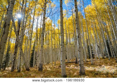 Sunburst shines through a grove of aspens trees in autumn