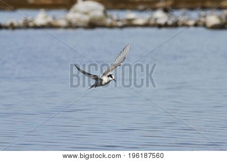 Arctic tern (Sterna Paradisaea) flying over water with wings outstretched