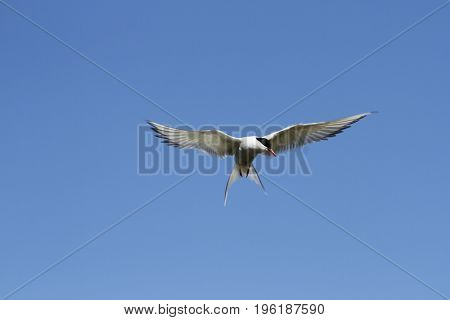 Arctic tern (Sterna Paradisaea) with wings outstretched with blue skies