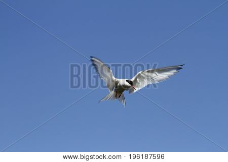 Arctic tern (Sterna Paradisaea) with wings outstretched with blue skies
