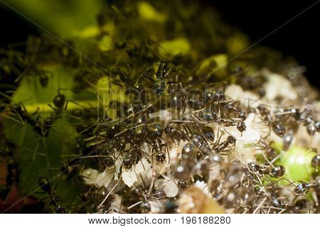 The life of ants in moving food during the rainy season.
