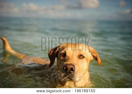 Yellow Labrador Retriever dog swimming in ocean with blue sky and clouds