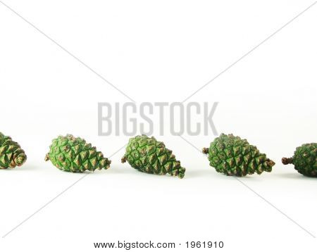 Pine Cones In Row