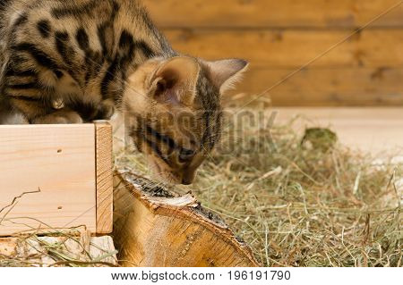 The kitten gets out of the box on the right there is a place for the inscription