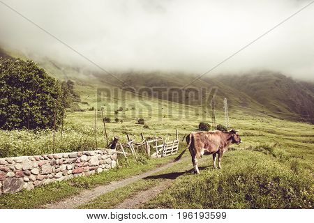 Dairy cow on summer green grass. Farm animal. Rural landscape. Farming concept. Clouds descending over georgian meadow. Copy space. Georgia. Ecotourism. Mountain valley. Graze cattle. Lush pasture