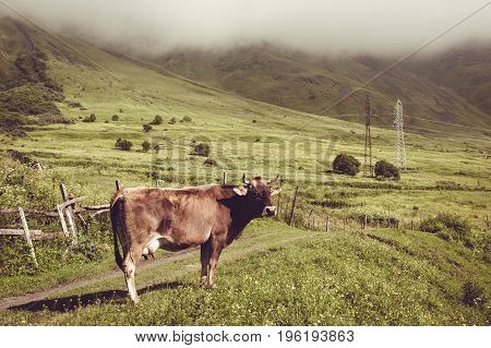 Sad dairy cow look at camera. Farm animal. Rural landscape. Farming concept. Clouds descending over georgian meadow. Copy space. Georgia. Ecotourism. Mountain valley. Graze cattle. Lush pasture