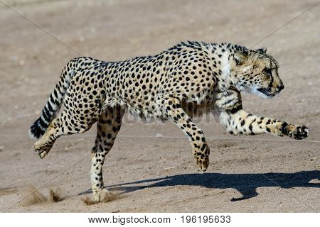 Cheetah showing its speed and movement  running at full tilt
