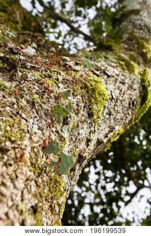 Leaf Cutter Ants