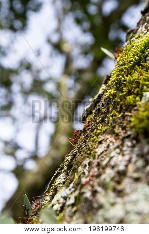 Leaf Cutter Ants