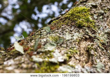 Leaf Cutter Ants