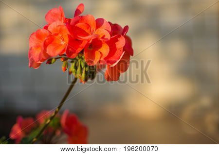 Bright Pelargonium Decorate The Yard