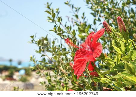 Red Flower Bloomed