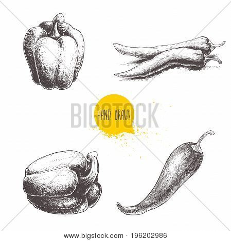 Hand drawn sketch collection of different types of pepper. Bell sweet pepper and red hot chili peppers. Vintage market fresh vegetables set isolated on white background. Spicy food.