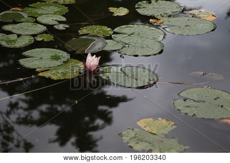 water plant water lilies and lilies in a pond