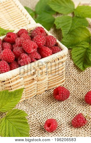 Fresh raspberries in a wicker box and honey green leaves.