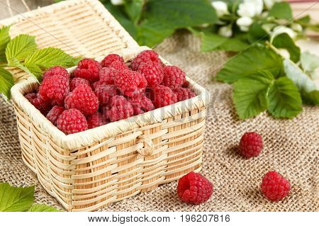 Fresh raspberries in a wicker box and honey green leaves.