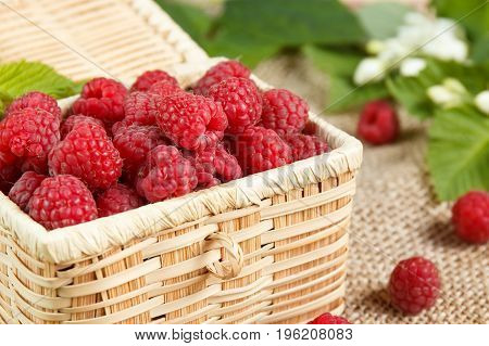 Fresh raspberries in a wicker box and honey green leaves.