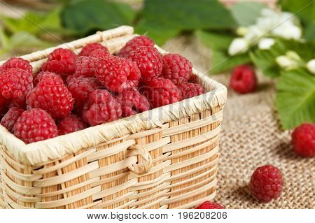 Fresh raspberries in a wicker box and honey green leaves.