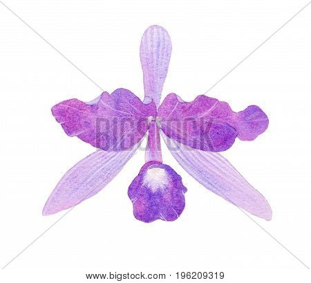Orchid watercolor illustration Hand drawn tropical flower isolated on the white background