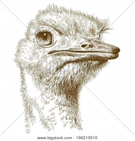 Vector antique engraving illustration of ostrich head isolated on white background