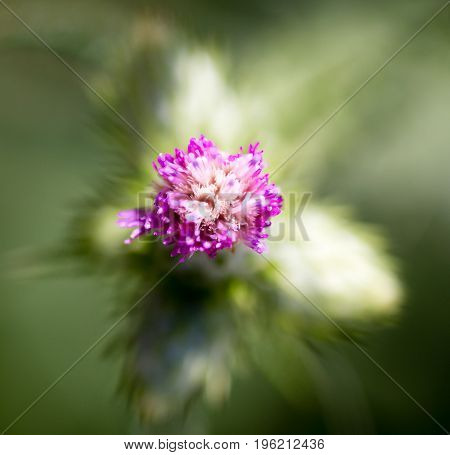 Purple flower on a prickly plant in nature