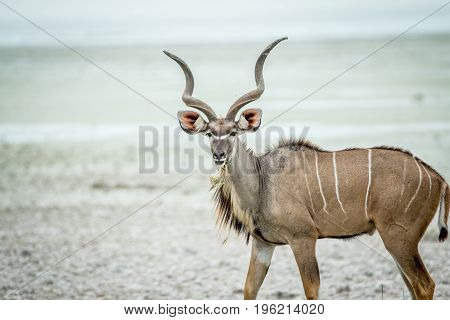 Male Kudu Starring At The Camera.