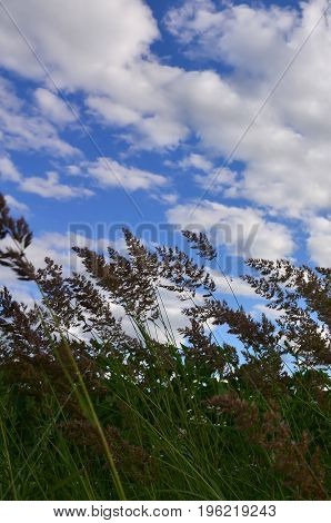 A Lot Of Stems From Green Reeds Grow From The River Water Under The Cloudy Blue Sky. Unmatched Reeds