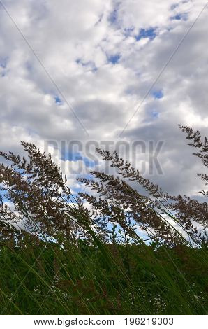 A Lot Of Stems From Green Reeds Grow From The River Water Under The Cloudy Blue Sky. Unmatched Reeds