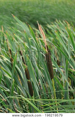 A Lot Of Stems From Green Reeds. Unmatched Reeds With Long Stems