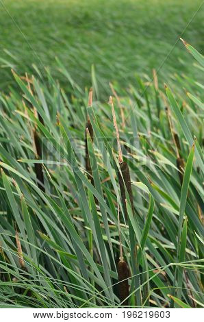 A Lot Of Stems From Green Reeds. Unmatched Reeds With Long Stems