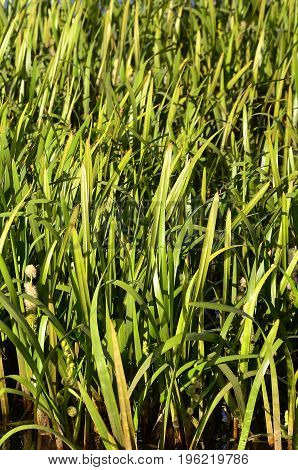 A Lot Of Stems From Green Reeds. Unmatched Reeds With Long Stems