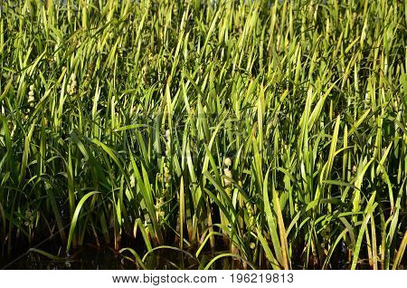 A Lot Of Stems From Green Reeds. Unmatched Reeds With Long Stems
