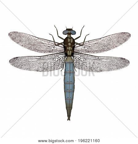 Dragonfly isolated in white background - 3D render
