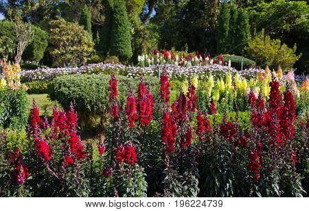 Beautiful colorful flowers in the garden at Doi Inthanon the highest mountain of Thailand