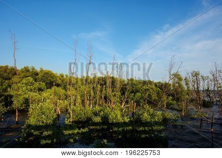Mangrove Swamp Forest against blue sky Samuth Prakan Thailand