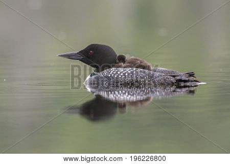 A Week-old Common Loon Chick Rides On Its Mother's Back - Ontario, Canada