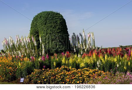 Beautiful colorful flowers in the garden at Doi Inthanon the highest mountain of Thailand
