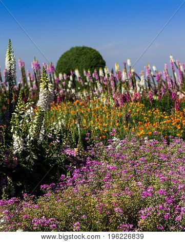 Beautiful colorful flowers in the garden at Doi Inthanon the highest mountain of Thailand