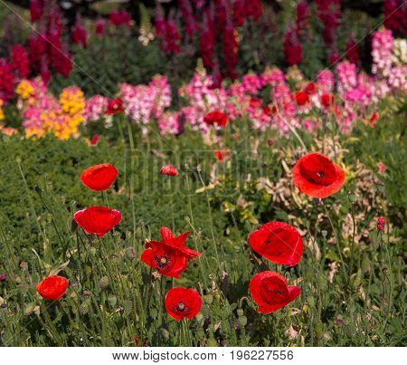 Beautiful red poppy in the garden at Doi Inthanon Thailand