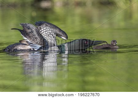 A Common Loon With Wings Stretched Out Feeds A Fish To Its Week-old Baby - Ontario, Canada